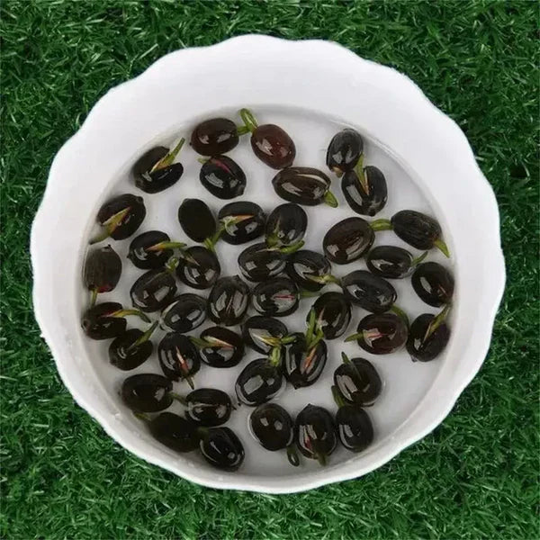 Premium Japanese Bonsai Lotus Seeds - High Fragrance 50 Seeds + 50 Seeds Free