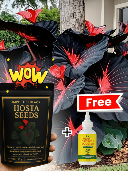 Imported Hosta Flower Seeds (BUY 1 GET 1 FREE) + Free Plant Growth Boost Supplement