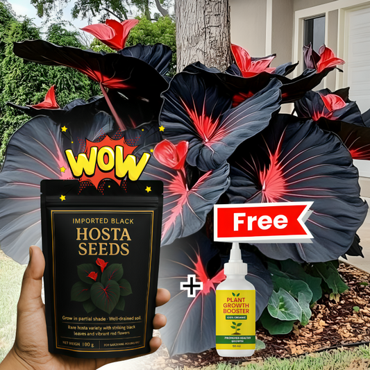 Imported Hosta Flower Seeds (BUY 1 GET 1 FREE) + Free Plant Growth Boost Supplement