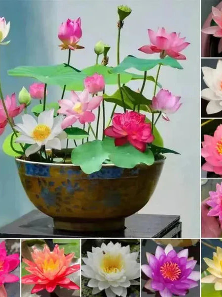 Premium Japanese Bonsai Lotus Seeds - High Fragrance 50 Seeds + 50 Seeds Free