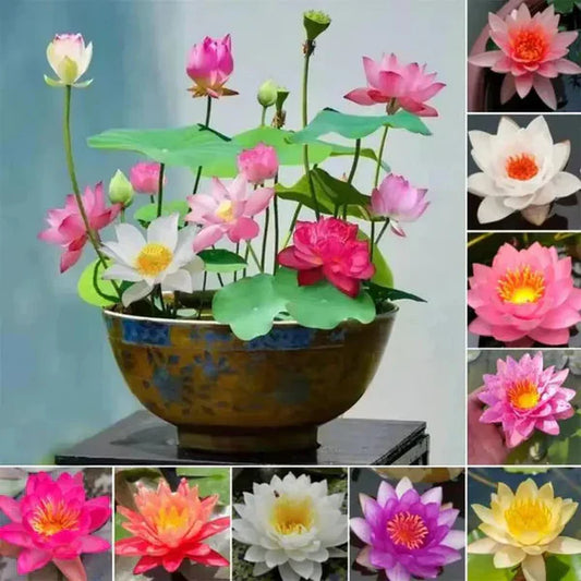 Premium Japanese Bonsai Lotus Seeds - High Fragrance 50 Seeds + 50 Seeds Free