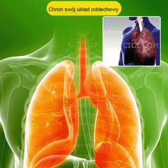 Lucky Plant Green Plants Wood【King of Lung Healing】