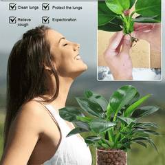 Lucky Plant Green Plants Wood【King of Lung Healing】(BUY 1 GET 1 FREE)