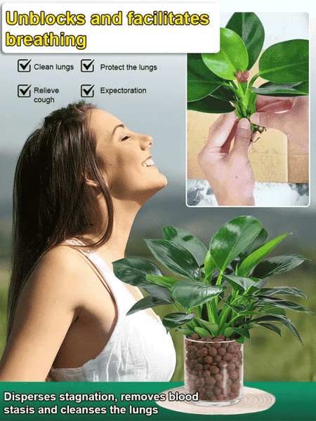 Lucky Plant Green Plants Wood【King of Lung Healing】(BUY 1 GET 1 FREE)