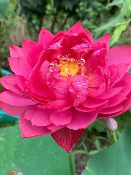 Premium Japanese Bonsai Lotus Seeds - High Fragrance 50 Seeds + 50 Seeds Free