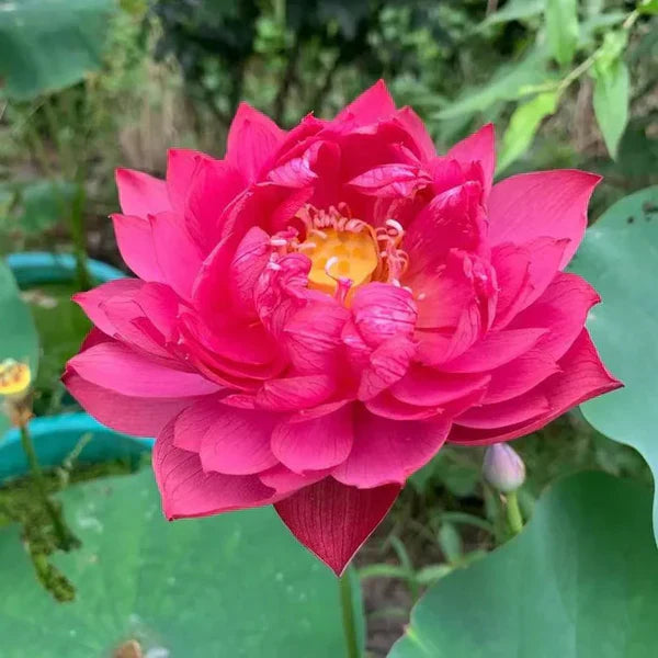 Premium Japanese Bonsai Lotus Seeds - High Fragrance 50 Seeds + 50 Seeds Free