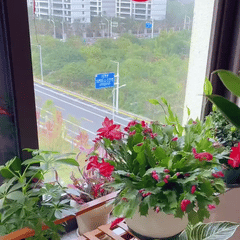Lucky Plant Green Plants Wood【King of Lung Healing】