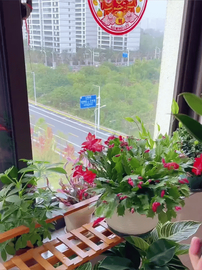 Lucky Plant Green Plants Wood【King of Lung Healing】