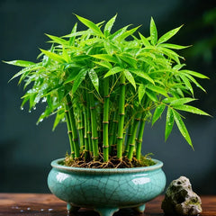 🌿 DreamBamboo — Multi-Color Lucky Bamboo Cypress | 🔥Buy 1 Get 1 Free🔥