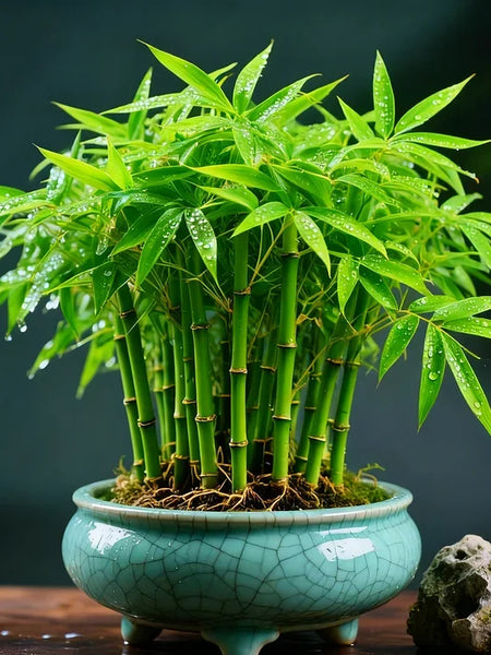 🌿 DreamBamboo — Multi-Color Lucky Bamboo Cypress | 🔥Buy 1 Get 1 Free🔥