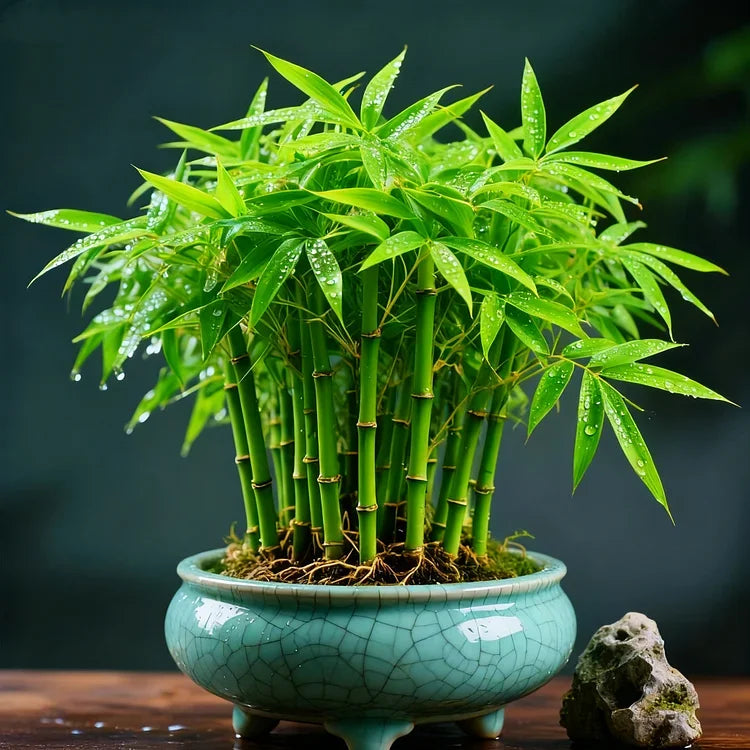 🌿 DreamBamboo — Multi-Color Lucky Bamboo Cypress | 🔥Buy 1 Get 1 Free🔥