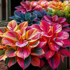 Imported Hosta Flower Seeds (BUY 1 GET 1 FREE) + Free Plant Growth Boost Supplement