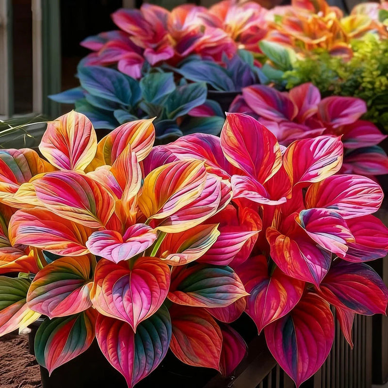 Imported Hosta Flower Seeds (BUY 1 GET 1 FREE) + Free Plant Growth Boost Supplement
