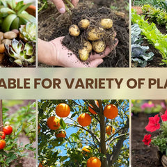 Soil Activator: Plants' Best Friend - Rejuvenate Your Plants ( BUY 1 GET 1 FREE )