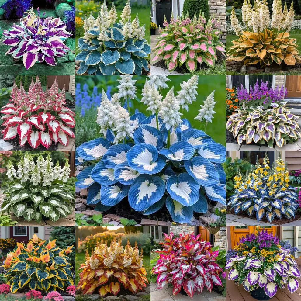 Imported Hosta Flower Seeds (Mix Color 200g)