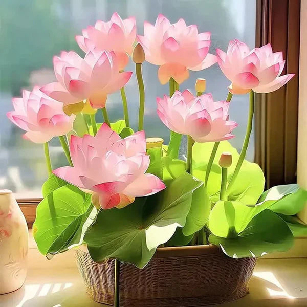 Premium Japanese Bonsai Lotus Seeds - High Fragrance 50 Seeds + 50 Seeds Free