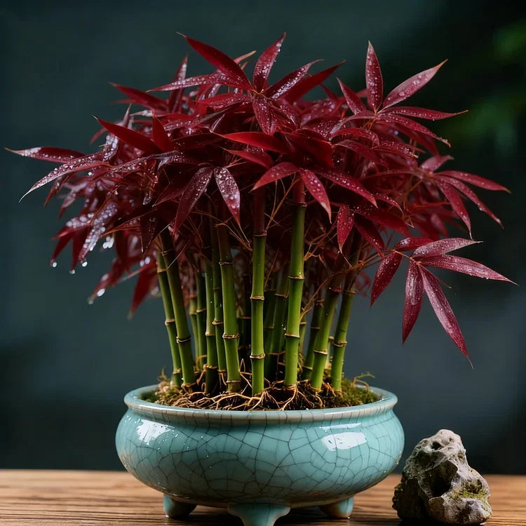 🌿 DreamBamboo — Multi-Color Lucky Bamboo Cypress | 🔥Buy 1 Get 1 Free🔥