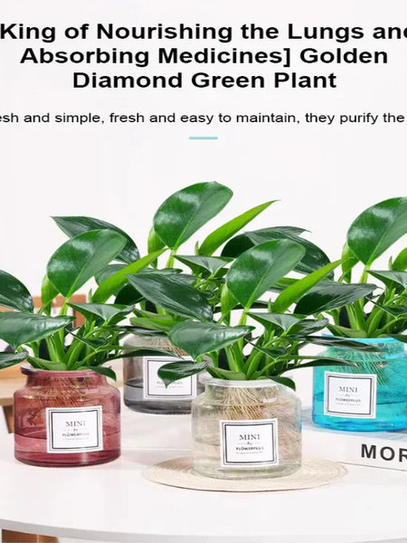 【 Lung Nourishing Drug King 】 Golden Diamond Green Plant ( BUY 1 GET 1 FREE )