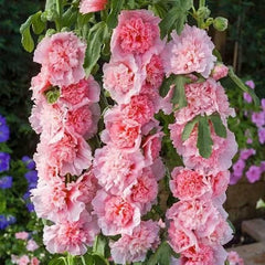 Double Hollyhock Seeds