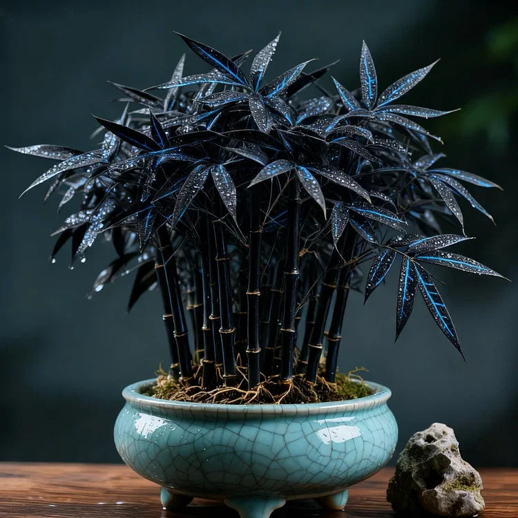 🌿 DreamBamboo — Multi-Color Lucky Bamboo Cypress | 🔥Buy 1 Get 1 Free🔥