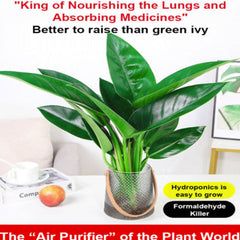 【 Lung Nourishing Drug King 】 Golden Diamond Green Plant ( BUY 1 GET 1 FREE )