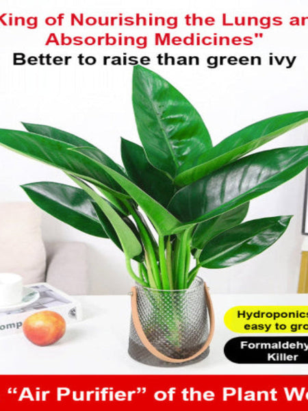 【 Lung Nourishing Drug King 】 Golden Diamond Green Plant ( BUY 1 GET 1 FREE )