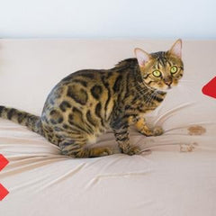 Pet Training Spray