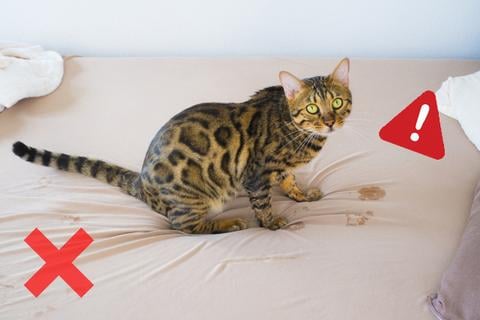Pet Training Spray