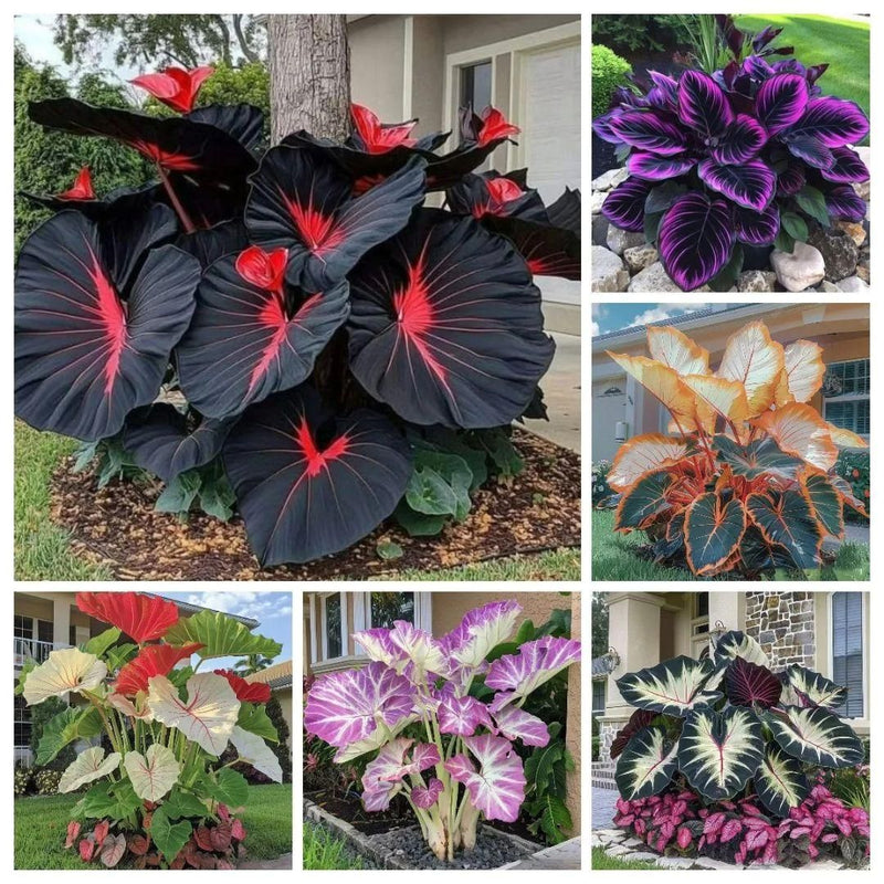 Imported Hosta Flower Seeds (BUY 1 GET 1 FREE) + Free Plant Growth Boost Supplement