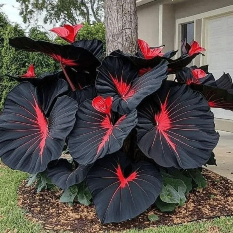 Imported Hosta Flower Seeds (BUY 1 GET 1 FREE) + Free Plant Growth Boost Supplement