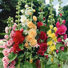 Double Hollyhock Seeds