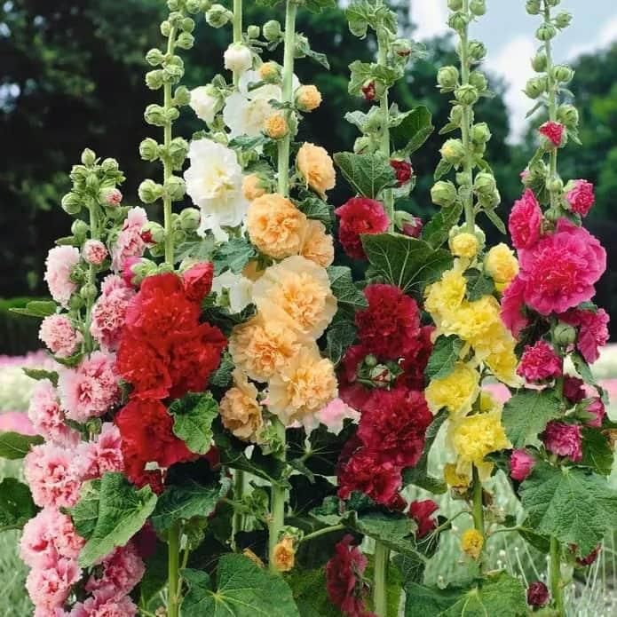 Double Hollyhock Seeds