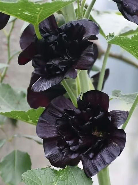 Double Hollyhock Seeds