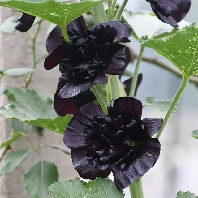 Double Hollyhock Seeds