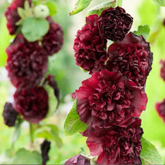 Double Hollyhock Seeds