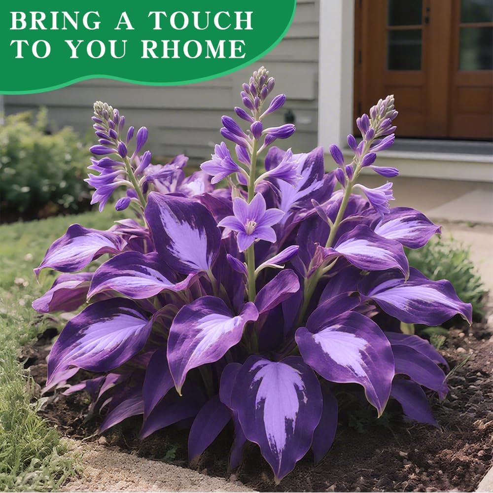 Imported Hosta Flower Seeds (Mix Color 200g)