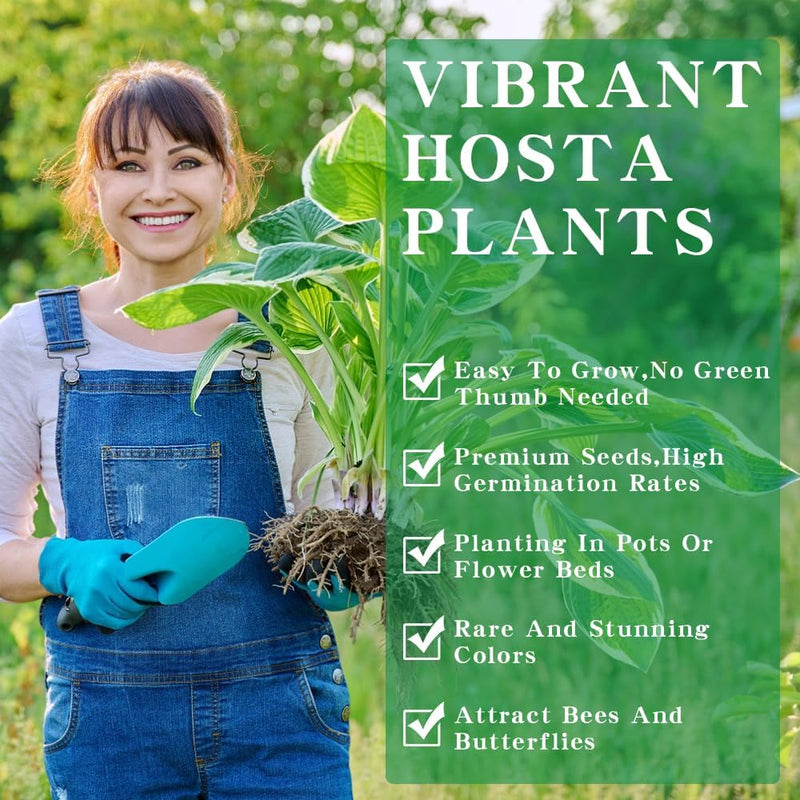 Imported Hosta Flower Seeds (Mix Color 200g)