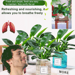 Lucky Plant Green Plants Wood【King of Lung Healing】(BUY 1 GET 1 FREE)