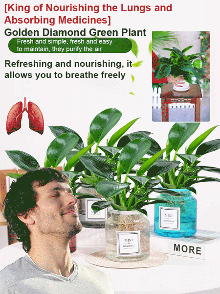 Lucky Plant Green Plants Wood【King of Lung Healing】