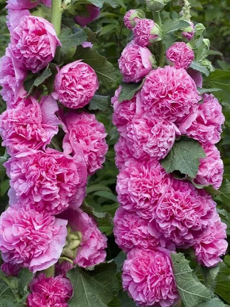 Double Hollyhock Seeds