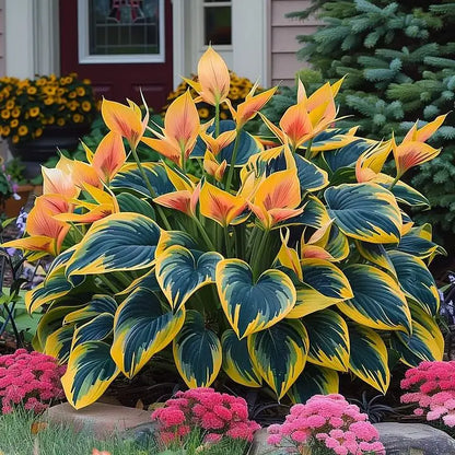 Imported Hosta Flower Seeds (Mix Color 200g)