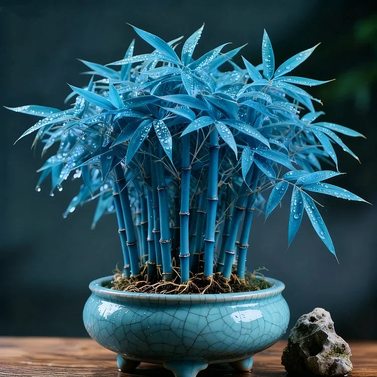 🌿 DreamBamboo — Multi-Color Lucky Bamboo Cypress | 🔥Buy 1 Get 1 Free🔥