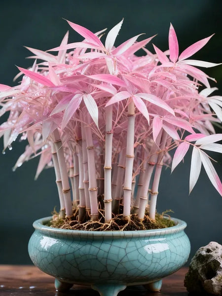 🌿 DreamBamboo — Multi-Color Lucky Bamboo Cypress | 🔥Buy 1 Get 1 Free🔥