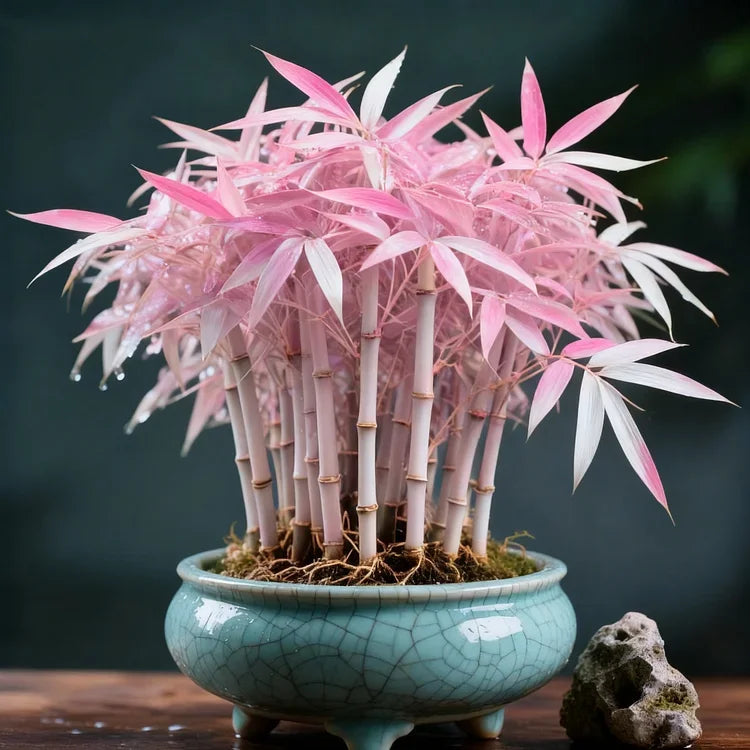 🌿 DreamBamboo — Multi-Color Lucky Bamboo Cypress | 🔥Buy 1 Get 1 Free🔥