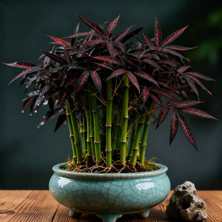 🌿 DreamBamboo — Multi-Color Lucky Bamboo Cypress | 🔥Buy 1 Get 1 Free🔥