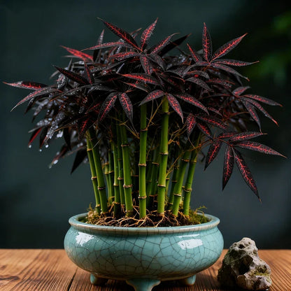 🌿 DreamBamboo — Multi-Color Lucky Bamboo Cypress | 🔥Buy 1 Get 1 Free🔥