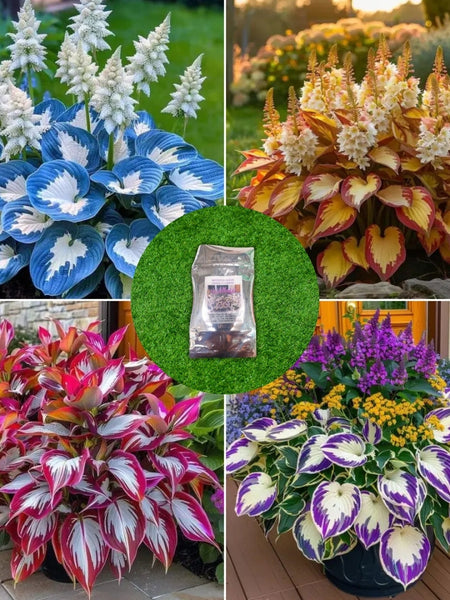 Imported Hosta Flower Seeds (Mix Color 200g)