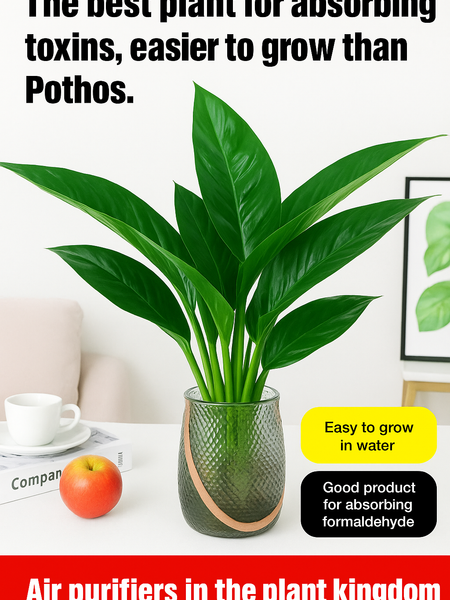 Lucky Plant Green Plants Wood【King of Lung Healing】