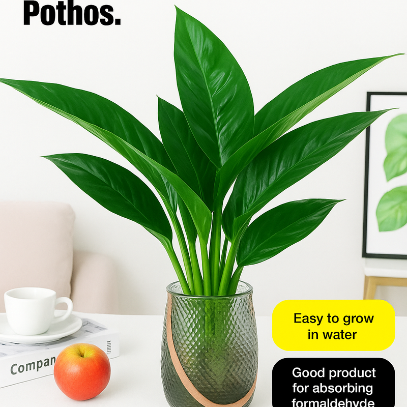 Lucky Plant Green Plants Wood【King of Lung Healing】