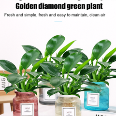 Lucky Plant Green Plants Wood【King of Lung Healing】